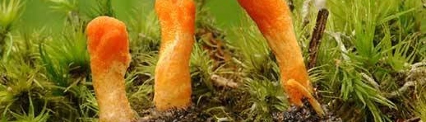 Cordyceps (glavatec) - “goba gosenic” 
