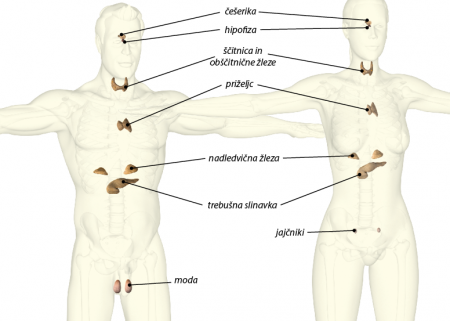 HORMONSKI SISTEM
