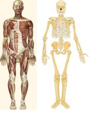 MIŠIČNO-SKELETNI SISTEM