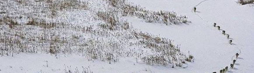 Bomo še vedno trdili, da smo najboljši, najpametnejši in najbolje organizirani?